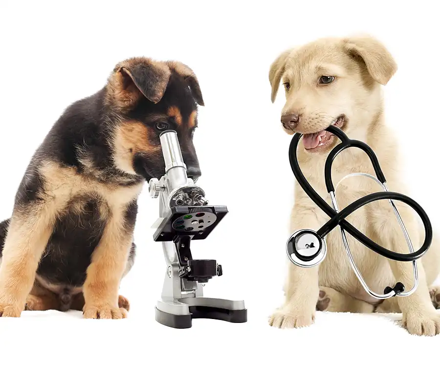 Zwei Hundewelpen mit Mikroskop