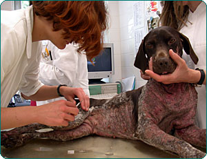 Hautgeschabsel-Entnahme bei einem Hund