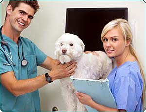 Tierarzt mit Assistentin