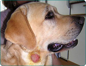 Autoimmun polyarthritis hund