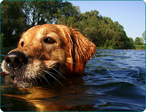 Hund beim schwimmen in einem See